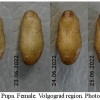 pseud vicrama pupa4 volg